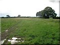 Hedge forming Northern boundary