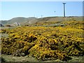 Gorse on the Great Orme