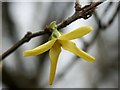 Forsythia by the River Bain