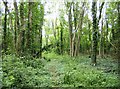 Bridleway in Whitefield Wood