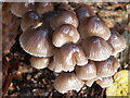 Fungi in the woods at Woodhall Spa