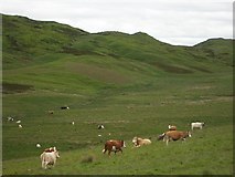 NN9636 : Cattle in Glen Shee by Lis Burke