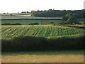 Fields near Barwick