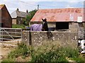 Horse at Pagham