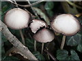 Fungi in the woods at Alford