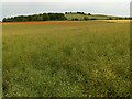 SU2643 : Farmland, Quarley by Andrew Smith