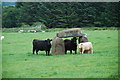 Cromlech a gwartheg - Cromlech and cattle