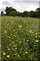 Flowery meadow at Westerdale