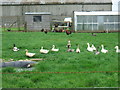 Free-range Poultry Enclosure at West Burnend