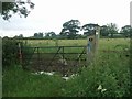 Mud and nettles on the footpath