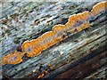 Fungi in the woods at Woodhall Spa