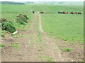 Farm Track at Kirkhill