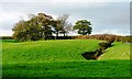 Looking up to Beech Hill