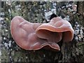 Fungus in the woods at Woodhall Spa