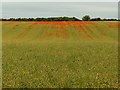 SU2643 : Farmland, Quarley by Andrew Smith