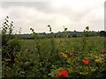 Hedge with poppies