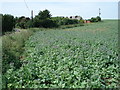 Borage crop at Mill Hill, Chipping