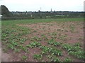 Crop field at New House Farm