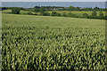 Farmland near Thorpe Malsor