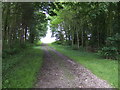 Track through woodland at Bourne End, Bedfordshire