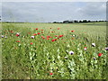 Poppies and wheat