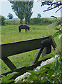 Pony in Ox Pasture