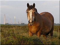 SU4003 : Pony on Hilltop Heath, New Forest by Jim Champion