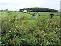 Roadside dog roses