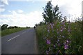 View down the road near Queen Adelaide