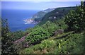 Woodland above Woody Bay