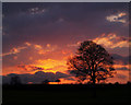 Tree at Sunset looking towards Edderthorpe