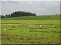 Pasture south of Settlingstones