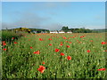 Poppies at Tornagrain