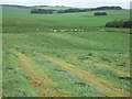 New cut silage at North Denend