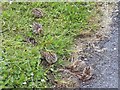 Red-legged Partridge chicks (Alectoris rufa)