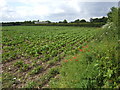 Beet field on Low Common