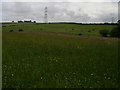 Horses graze across the meadow