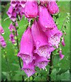 Foxgloves