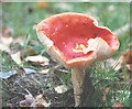 SJ7371 : Fungus, Shakerley Mere, Cheshire by Pauline E