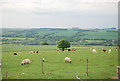 Sheep and cows on Wylye Down