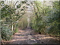 Roman Road Chilworth - April