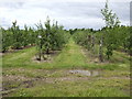 Apple orchards at Leavenheath