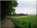 The Warren near Warren Court Farm, Buckholt