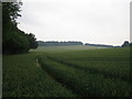 Field near Warren Farm, Buckholt