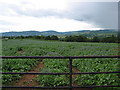 Borage crop with rain approaching