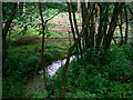 Small stream, Marshfield Wood