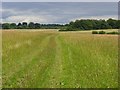 Grassland, Cholderton