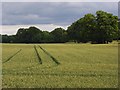 SU2340 : Farmland, Newton Tony by Andrew Smith