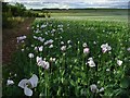 Poppies, Amesbury