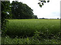 Field of barley between the Franshams